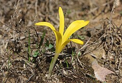 Description de l'image Sternbergia-colchiciflora-scapa.jpg.