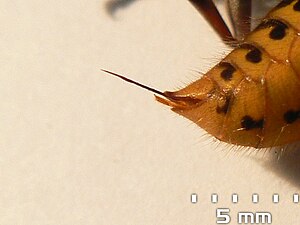 Stinger of an european hornet (V. crabro), whi...