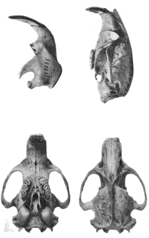 왕두더지쥐의 완모식표본 두개골과 하악골.[1]