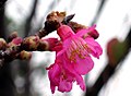 Flor de cerejeira-do-japão (Prunus serrulata), outra espécie muito comum no país