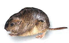 ♀ Ctenomys haigi