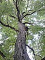 Trunk and branching of Bruntsfield Links tree