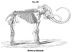 Skeleton of an extinct mammoth. One of over a hundred woodcut illustrations introduced in the 10th edition of Vestiges published in 1853. Vestiges 10 Fig 69 Skeleton of Mammoth.jpg