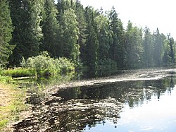 Virosi järv 2007. a. põimukuun