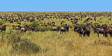 Grasende Tierarten entstanden in Koevolution mit Graslandschaften. Abgebildet ist die natürliche Nutzung von Graslandschaften durch Gnus in der Masai Mara. Überweidung passiert nicht beim kurzzeitigen, intensiven Abgrasen in dichten Herden, welche weiterziehen. Im Gegenteil wird das Pflanzenwachstum durch den Verbiss angeregt, Hufe bearbeiten den Boden, Samen bekommen Licht, Dung und Urin reichern den Boden an, mikrobielles und organisches Bodenleben wird angeregt.[5][6] Im Ende speichert der Boden auch Regenwasser effektiv und ist artenreich.[7]