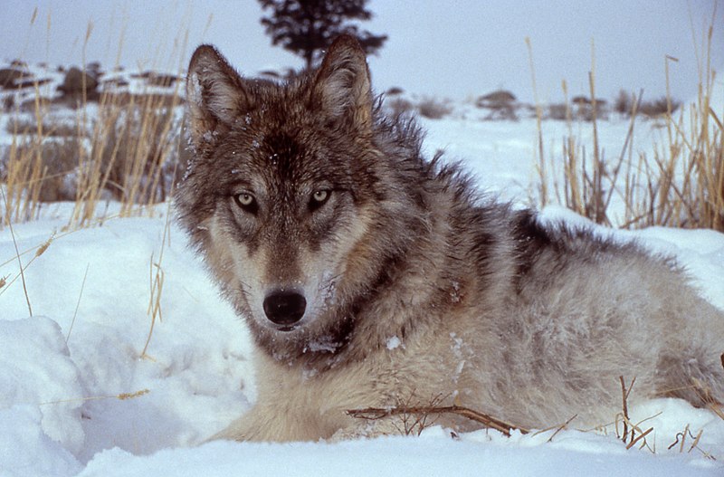 File:Yellowstone-wolf-17120.jpg