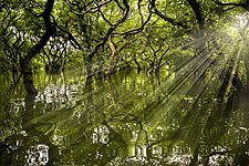 Ratargul Swamp Forest , Bangladesh Photo by Predložak:U