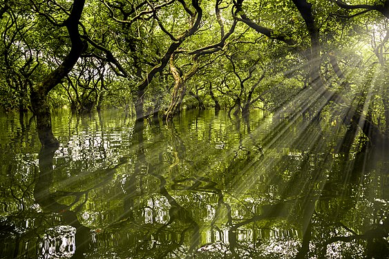 Ratargul Swamp Forest , Bangladesh Photo by Nawas Sharif