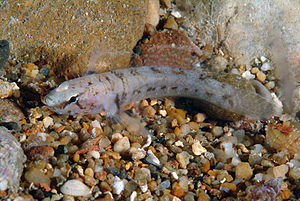 Chromogobius zebratus