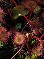 Drosera rotundifolia на планини Дукат у југоисточној Србији