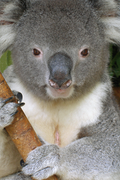 Scent gland on the chest of an adult male. Lone Pine Koala Sanctuary A364, Lone Pine Koala Sanctuary, Queensland, Australia, koala, 2007.png