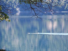 Anatidés sur le lac Moquehue