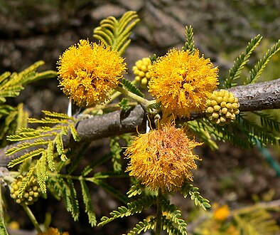 Inflorescence d'aromo (Acacia caven).
