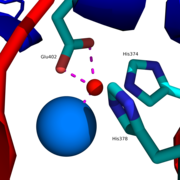 아연 이온 (붉은 구 모양)은 아미노산 잔기 His374, His378, Glu402와 물 분자 (파란 구 모양)에 의해 배위 결합 (자홍색) 된다.