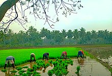 Photographie où au loin cinq individus se courbent pour ramasser des récoltes à la main. L'endroit parait tropical et les individus ont tous de l'eau jusqu'aux genoux.