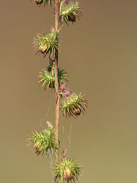 Vellugtende Agermåne (Agrimonia procera)