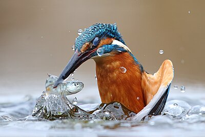 Ledňáček říční (Alcedo atthis) lovící rybu v deltě italské řeky Pád