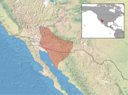 Ammospermophilus harrisii distribution.png