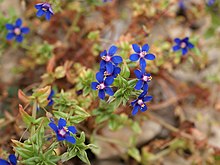 Anagallis foemina (габитус) .jpg