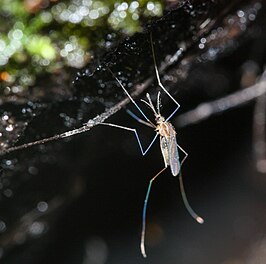 Anopheles barberi