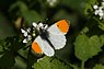 Anthocharis cardamines (Oranjetipje)