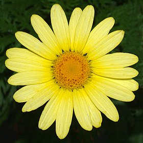 Argyranthemum frutescens