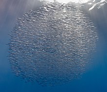 Fish such as these trumpetfishes school for safety from predators, and to spawn. Banco de peces trompeta (Macroramphosus scolopax), islas Azores, Portugal, 2020-07-27, DD 40.jpg