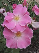 'Bonnie Jean'[11]​ Archer 1933. HT. Alta, rosa única. Recogidos del jardín de Alister Clark. Archer especialista en rosas únicas, cree que sólo tres sobreviven. Su 'Ellen Willmott' está en la cama 5.