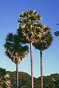 Цукрова пальма