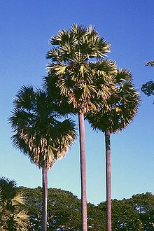 The Lontar palm has high significance in local agriculture Borassus flabellifer.jpg