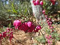 Boronia deanei (VU)