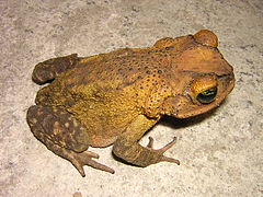 Bufo taladai