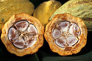 可可果 Cacao