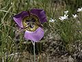 Gunnison's mariposa lily and Fendler's sandwort, ridge west of Chicoma Mountain