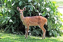 Самка мыса кустарниковая (Tragelaphus sylvaticus) .jpg