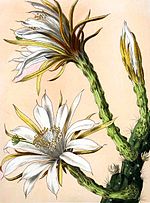 Cereus repandus