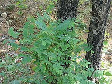 Chloroxylon is used for pest management in organic rice cultivation in Chhattisgarh, India. Chloroxylon from India.JPG