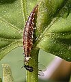 Hariliku kiilassilma (Chrysoperla carnea) röövik