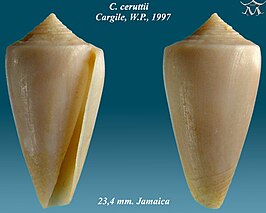 Conus ceruttii