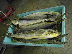 Coryphaena hippurus at Marigot fishing port