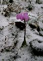 Cyclamen coum in melting snow