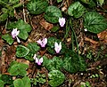 Alpenveilchen (Cyclamen purpurascens)