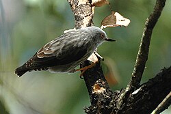 Australiannakkeli (Daphoenositta chrysoptera)