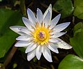 Image 64Daubeny's water lily