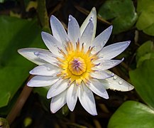 Nymphaea × daubenyana