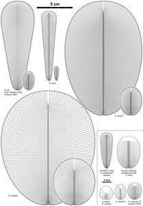 Esquema de diverses espècies de Dickinsonia