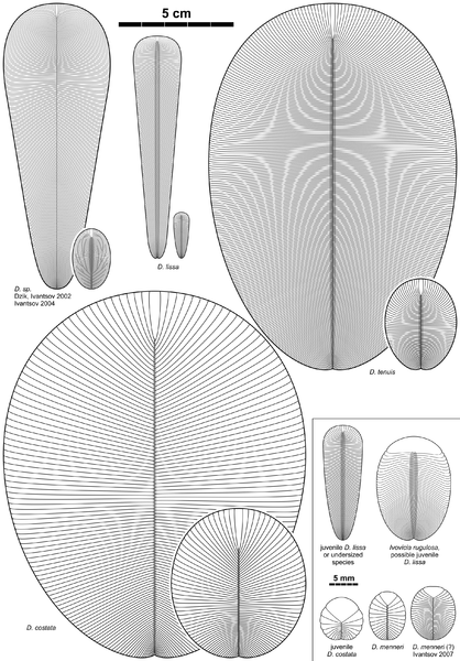 File:Dickinsonia species 2.png