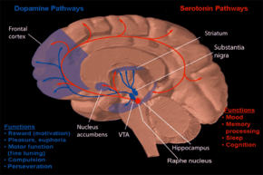 Dysregulation of the serotonin pathways has been implicated in the cause and mechanism of anorexia. Dopamine and serotonin pathways.png
