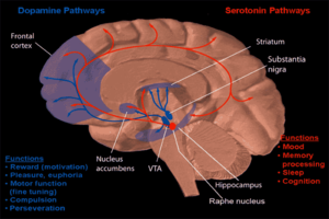 Dopamine and serotonin pathway Dopamine and serotonin pathways.png