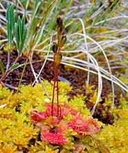 Drosera.